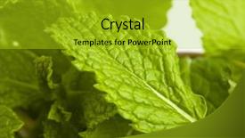  Presentation with mint - PPT theme with extreme closeup of various mint background and a gold colored foreground