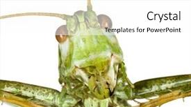  Presentation with cricket - Cool new presentation design with extreme macro shoot of bush cricket head backdrop and a white colored foreground