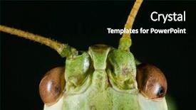  Presentation with extreme - PPT layouts consisting of extreme macro shoot of green bush cricket head background and a black colored foreground