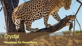  Presentation with qatar tourism - Cool new slides with extreme tourism spotted african leopard backdrop and a tawny brown colored foreground