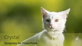  Presentation with kitten - Cool new PPT theme with hello kitty - extremely cute white kitten backdrop and a yellow colored foreground