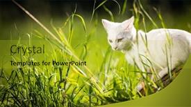  Presentation with kitten - Amazing presentation theme having hello kitty - extremely cute white kitten backdrop and a gold colored foreground