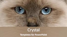  Presentation with cat - Amazing presentation design having five eye - close-up of birman cat's face backdrop and a coral colored foreground