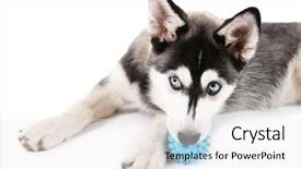  Presentation with husky - Audience pleasing presentation design consisting of eye ball - beautiful cute husky puppy isolated backdrop and a white colored foreground
