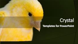  Presentation with yellow oyster mushroom - Beautiful presentation design featuring eye biology - beautiful yellow canary backdrop and a  colored foreground