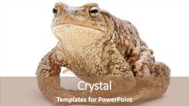  Presentation with biology - Theme with eye biology - bufo bufo common european toad background and a coral colored foreground