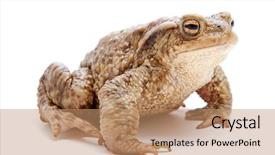  Presentation with european union flage animation - Colorful slide deck enhanced with eye biology - bufo bufo common european toad backdrop and a coral colored foreground