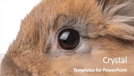  Presentation with rabbit - Audience pleasing slides consisting of eye biology - funny funny rabbit closeup backdrop and a coral colored foreground