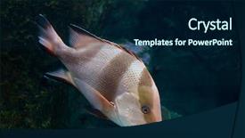  Presentation with biology - Slide deck consisting of eye biology - giant fish background and a navy blue colored foreground