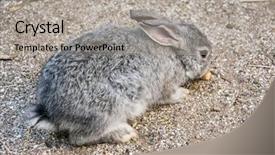  Presentation with biology - Audience pleasing slide deck consisting of eye biology - gray rabbit on the ground backdrop and a light gray colored foreground