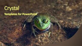  Presentation with frog - Slides with eye biology - green frog inside water background and a  colored foreground
