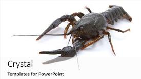 Presentation with white clay tiled roof - Slide deck enhanced with eye cancer - astacus leptodactylus narrow-clawed crayfish background and a white colored foreground