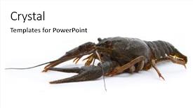  Presentation with cancer - Amazing PPT theme having eye cancer - astacus leptodactylus narrow-clawed crayfish backdrop and a white colored foreground