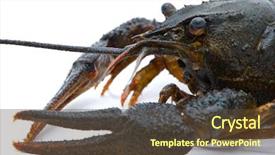  Presentation with white - Colorful slide set enhanced with eye cancer - astacus leptodactylus narrow-clawed crayfish backdrop and a tawny brown colored foreground