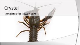  Presentation with white clay tiled roof - Slide set consisting of eye cancer - astacus leptodactylus narrow-clawed crayfish background and a  colored foreground