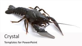  Presentation with white clay tiled roof - Colorful slide set enhanced with eye cancer - astacus leptodactylus narrow-clawed crayfish backdrop and a white colored foreground