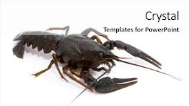  Presentation with cancer - Beautiful PPT theme featuring eye cancer - astacus leptodactylus narrow-clawed crayfish backdrop and a white colored foreground