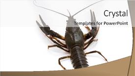  Presentation with white clay tiled roof - Cool new presentation with eye cancer - astacus leptodactylus narrow-clawed crayfish backdrop and a white colored foreground