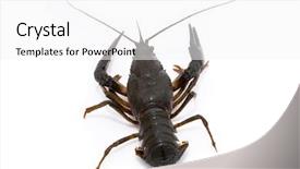  Presentation with white - Amazing presentation theme having eye cancer - astacus leptodactylus narrow-clawed crayfish backdrop and a white colored foreground