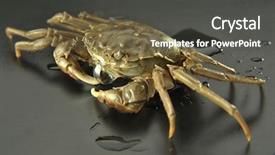  Presentation with cancer - Cool new presentation theme with eye cancer - crab in black background backdrop and a dark gray colored foreground