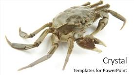  Presentation with crab - Theme featuring eye cancer - crab in white background background and a white colored foreground