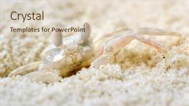  Presentation with footprints in sand - Slides consisting of green tea loose dry leaves in a spoon note slight blurriness best at smaller sizes background and a gray colored foreground