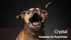  Presentation with ready - Cool new PPT theme with eye catching - cute puggle ready to catch backdrop and a tawny brown colored foreground