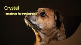  Presentation with black cats - Presentation design consisting of eye catching - cute puggle ready to catch background and a  colored foreground