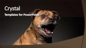  Presentation with ready - Presentation theme with eye catching - cute puggle ready to catch background and a wine colored foreground