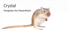  Presentation with nut - Beautiful slide deck featuring eye catching - funny gergil with a nut backdrop and a white colored foreground