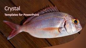  Presentation with color pink - Audience pleasing PPT theme consisting of eye catching - snapper fish catch fresh red backdrop and a wine colored foreground