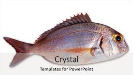  Presentation with color pink - Cool new presentation theme with eye catching - snapper fish catch fresh red backdrop and a light gray colored foreground