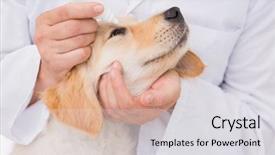  Presentation with eye medical - Beautiful presentation theme featuring eye drops - veterinarian examining a cute dog backdrop and a light gray colored foreground