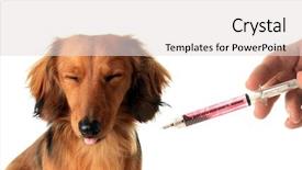  Presentation with antibiotics - Slide set enhanced with eye drops antibiotics - longhair dachshund puppy does not background and a light gray colored foreground