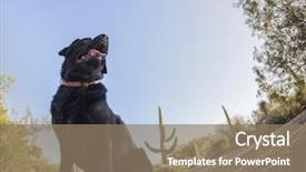  Presentation with effect of drugs on our community - Theme consisting of eye effect portrait of labrador background and a coral colored foreground