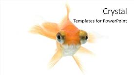  Presentation with telescope - Presentation theme with eye goldfish swimming against white background and a white colored foreground