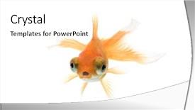  Presentation with telescope - Colorful PPT theme enhanced with eye goldfish swimming against white backdrop and a white colored foreground