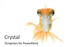  Presentation with telescope - Amazing theme having eye goldfish swimming against white backdrop and a white colored foreground