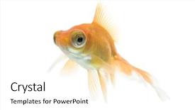  Presentation with telescope - PPT layouts consisting of eye goldfish swimming against white background and a white colored foreground