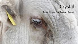  Presentation with united kingdom - PPT layouts having eye in essex united kingdom background and a light gray colored foreground