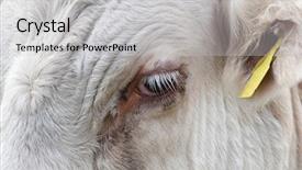  Presentation with close up view of the compass on old paper - PPT layouts consisting of eye in essex united kingdom background and a light gray colored foreground