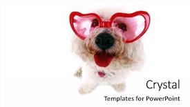  Presentation with pure white - Beautiful PPT theme featuring eye lenses - jolie a pure breed bichon backdrop and a white colored foreground