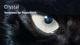  Presentation with wolf - Beautiful PPT theme featuring eye-of-black-wolf-close backdrop and a wine colored foreground