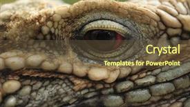  Presentation with cuban - Colorful presentation theme enhanced with eye-of-cuban-rock-iguana backdrop and a tawny brown colored foreground