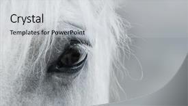  Presentation with white horse - Slide set consisting of eye of white mustang black background and a light gray colored foreground