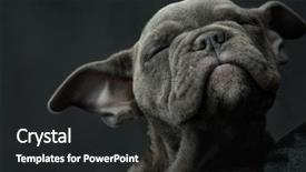  Presentation with bully - Amazing PPT theme having eye prent - adorable american bully puppy dog backdrop and a dark gray colored foreground