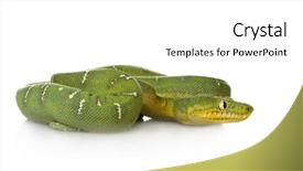  Presentation with srping tree - PPT theme enhanced with  background and a  colored foreground