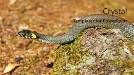  Presentation with forest - PPT layouts with animial slide - grass snake in forest background background and a gold colored foreground