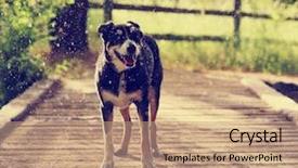  Presentation with thunderstorm - Colorful presentation design enhanced with eye storm - dog out in nature backdrop and a coral colored foreground