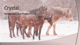  Presentation with blizzard - Slide deck with eye storm - herd of horses background and a mint green colored foreground